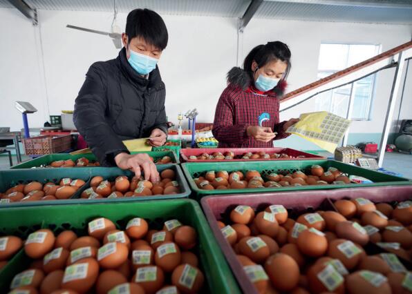 >> 山東省鄒平市永強畜牧合作社農民在雞蛋上粘貼農產品合格證二維碼，掃碼可 查驗、追溯農產品質量安全信息。