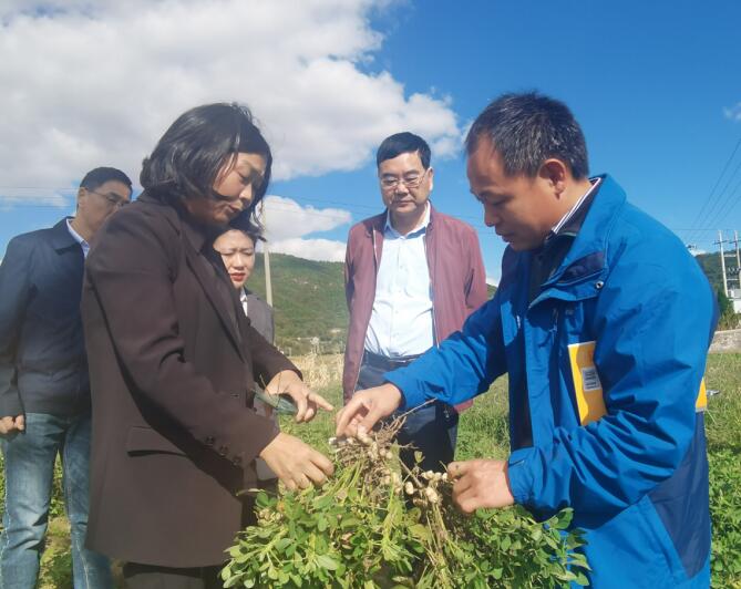 浙江省農科院專家現場開展破解花生連作障礙問題技術服務。