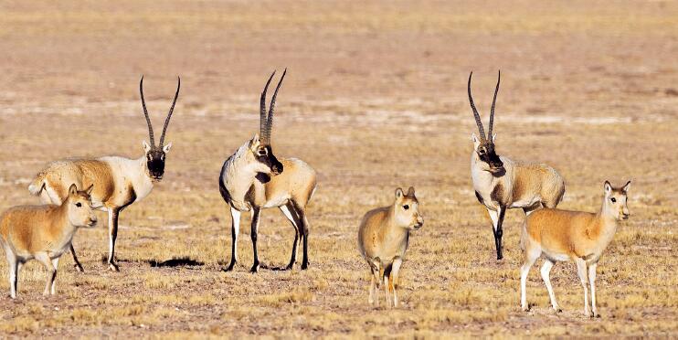 可可西里藏羚羊。