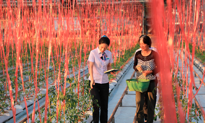 中國農業銀行浙江金華東陽支行客戶經理走訪智慧農場，了解作物生長情況。