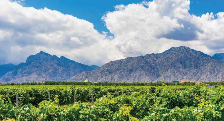 寧夏賀蘭山東麓葡萄酒銀川產區。