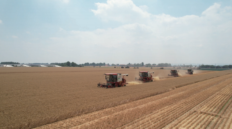 山東省供銷合作社現代農業發展公司開展小麥收割農業社會化服務。