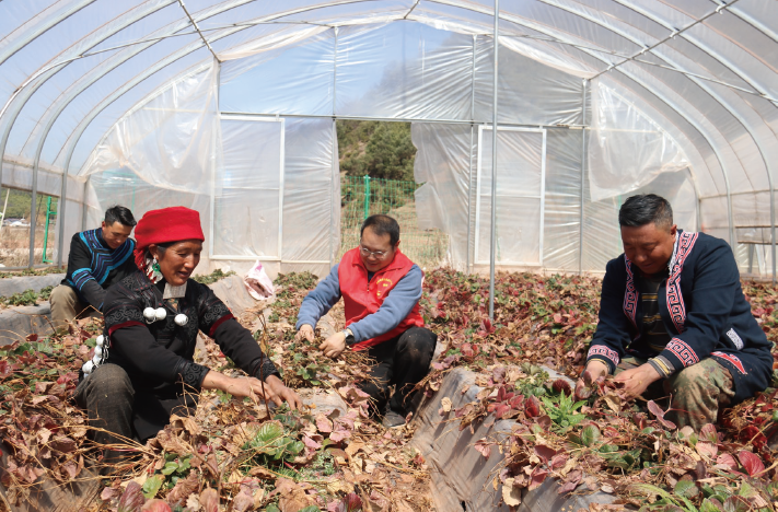 2025年2月，四川省昭覺縣煙草專賣局（ 分公司） 派駐第一書記（ 右二） 組織村民 給草莓打葉除草。