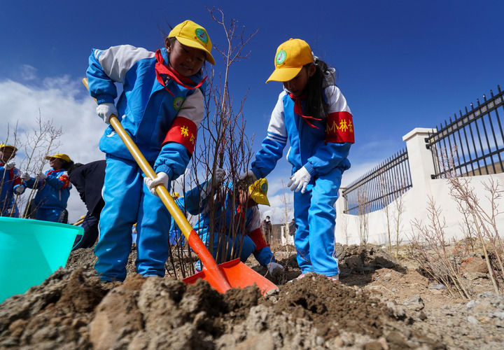 2025年4月25日，西藏那曲市小學生在植樹。新華社記者 晉美多吉 攝